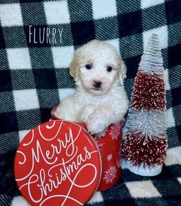 Available Puppies 1 1000023224