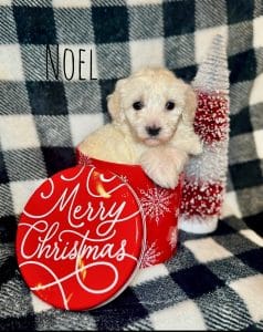 Available Puppies 2 1000023225