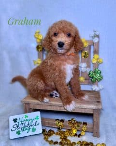 Available Puppies 3 4470