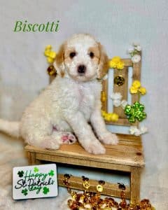 Available Puppies 6 4471