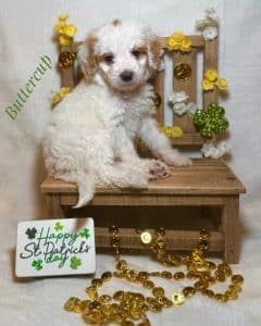 Available Puppies 2 4473