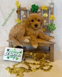 Available Puppies 4 4474