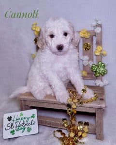 Available Puppies 7 4475