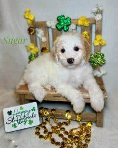 Available Puppies 5 4476