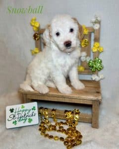 Available Puppies 1 4477