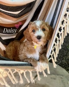 daisy
