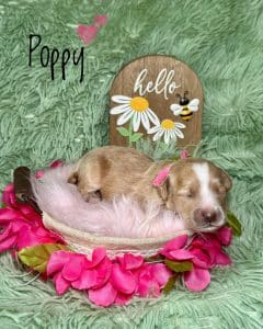 Available Puppies 1 8407
