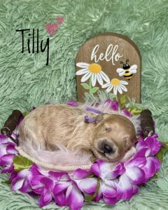 Available Puppies 6 8408