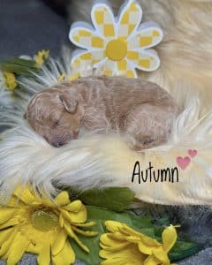 Available Puppies 8 8409