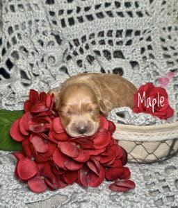 Available Puppies 7 8410