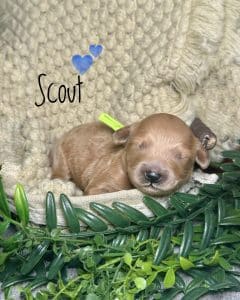 Available Puppies 2 8411