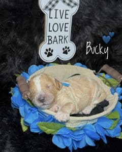 Available Puppies 3 8412