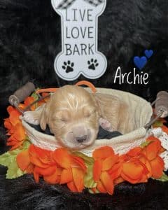Available Puppies 5 8413