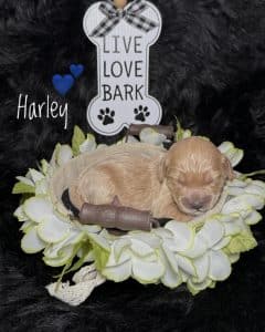 Available Puppies 4 8414